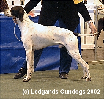Limit Dog